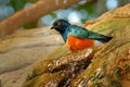 Superb Starling, exotic blue and orange bird, face to face view, sitting on the stone, found in south-east Sudan, north-east Ugand