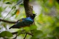 Superb starling, Lamprotornis superbus