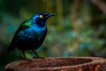 Superb starling (Lamprotornis superbus)