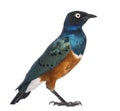 Superb Starling - Lamprotornis superbus