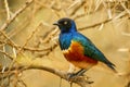 The superb starling Lamprotornis superbus is a member of the starling family of birds. It was formerly known as Spreo superbus.