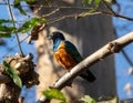 Superb Starling Lamprotornis superbus, perched on a tree branch African bird