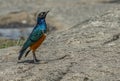 Superb Starling-Lamprotornis superbus looking up in Africa