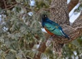 Superb Starling (Lamprotornis superbus)