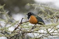 Superb Starling Lamprotornis superbus wwith Mud on its Bill in an Acacia Tree