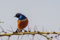 Superb Starling with naughty look on a branch