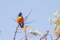 Superb Starling with naughty look on a branch in the savannah of