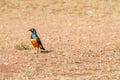 Superb Starling in the savannah grassland of the amboseli in Ken