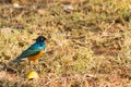Superb Starling in the savannah grassland of the amboseli in Ken