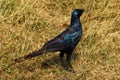 Superb Starling