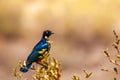 Superb starling swallow bird in Kenya Royalty Free Stock Photo