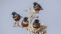 Superb Starlings on Thorny Tree