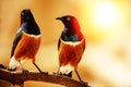 Superb Starlings together