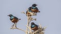 Superb Starlings on Tree