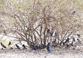 Superb Starlings in a tree in Kenya