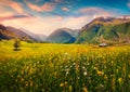 Superb summer view of blooming chamomile flowers on the Caucasus valley. Royalty Free Stock Photo