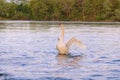 Superb swan neck erect and flapping its wings