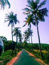 Superb view, Awesome road with both sides coconut trees in Goa