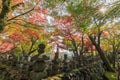 Superb view, fall color at Adashino Nenbutsu-ji, Japan in the au Royalty Free Stock Photo