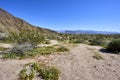 The desert comes alive with flowers and new growth Royalty Free Stock Photo