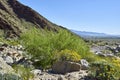 The desert comes alive with flowers and new growth Royalty Free Stock Photo