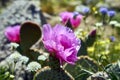 The desert comes alive with flowers and new growth Royalty Free Stock Photo