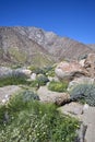 The desert comes alive with flowers and new growth Royalty Free Stock Photo