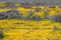 Superbloom in Carrizo Plain Royalty Free Stock Photo