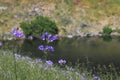 Superbloom in Central Valley California, wildflowers covering meadow and hills