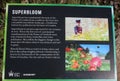 Superbloom information at Tower of London