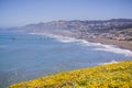 Superbloom at Mori Point, Pacifica, San Francisco bay, California