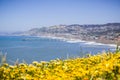 Superbloom at Mori Point, Pacifica, San Francisco bay, California Royalty Free Stock Photo