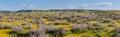 Superbloom at Soda Lake, pano. Carrizo Plain National Monument is covered in swaths of yellow, orange and purple from a super Royalty Free Stock Photo