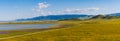 Superbloom at Soda Lake, panorama. Carrizo Plain National Monument is covered in swaths of yellow, orange and purple from a super Royalty Free Stock Photo