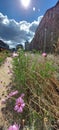 Superbloom at the Tower of London