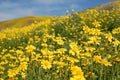 Superbloom; yellow fields going on and on, close-up