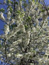 a superblooming cherry in the spring