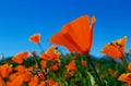 Golden California poppy flowers, Walker Canyon