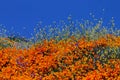 Golden landscape, California poppy meadow, Walker Canyon Royalty Free Stock Photo