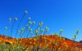 Golden landscape, California poppy meadow, Walker Canyon Royalty Free Stock Photo