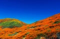 Golden landscape, California poppy meadow at Walker Canyon Royalty Free Stock Photo