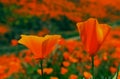 Golden California poppy superbloom, Walker Canyon