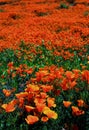 Golden California poppy superbloom, Walker Canyon