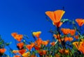 Golden California poppy flowers, Walker Canyon