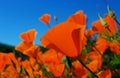 Golden California poppy flower field, Walker Canyon Royalty Free Stock Photo