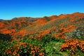 Poppy landscape, California poppy superbloom ,Walker Canyon