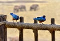 Superbus Starlings, Kenya National Park, Taita Hils, Aftica Royalty Free Stock Photo