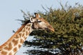 Supercilious face of giraffe against background of clear blue sky and green acacia tree at Okonjima Nature Reserve, Namibia