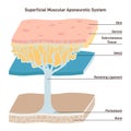 Superficial muscular aponeurotic system. Tissue plane of the face Royalty Free Stock Photo