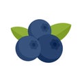 Superfood blueberry icon flat isolated vector